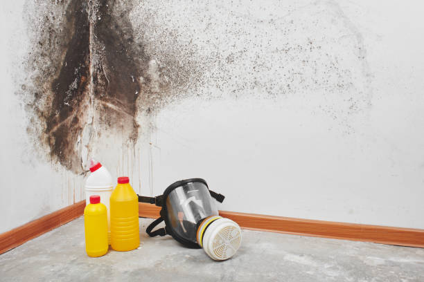 Best HVAC Mold Remediation in Vassar, MI