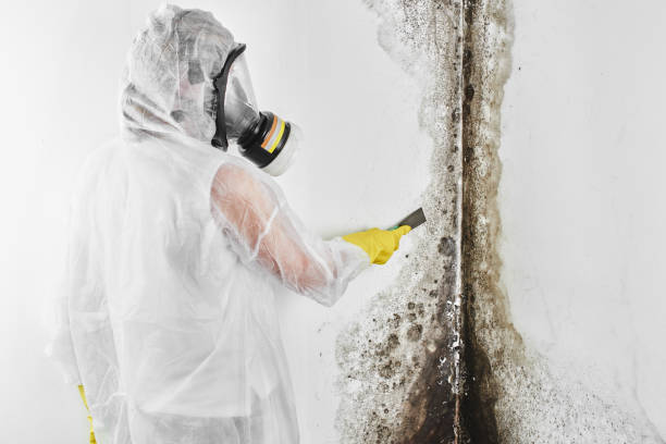 Best Industrial Mold Remediation in Vassar, MI