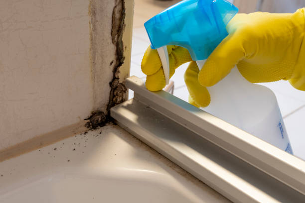 Best Crawl Space Mold Remediation in Vassar, MI