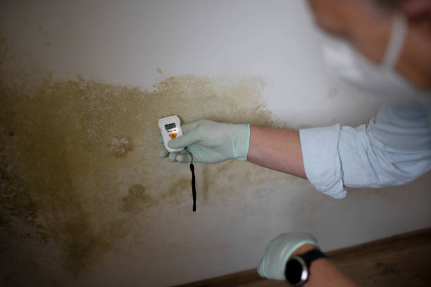 Best Localized Mold Remediation (e.g., coastal areas, humid climates) in Vassar, MI