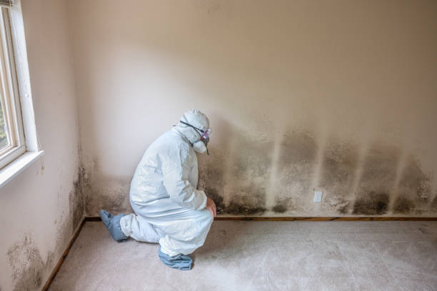 Best Post-Remediation Services in Vassar, MI