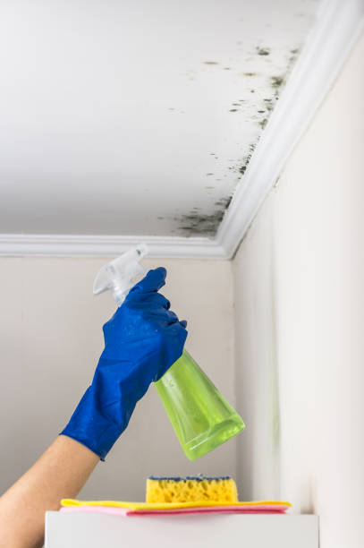 Best Basement Mold Remediation in Vassar, MI