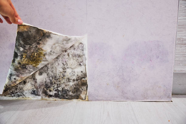 Best Insurance-Related Mold Remediation in Vassar, MI
